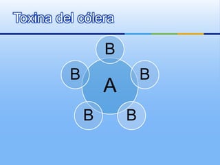 Toxina del cólera
A
B
B
BB
B
 