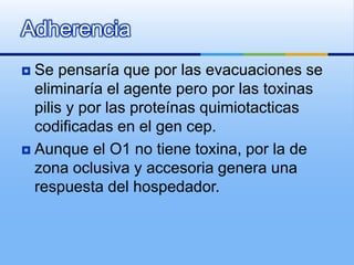 Adherencia
 Se pensaría que por las evacuaciones se
eliminaría el agente pero por las toxinas
pilis y por las proteínas quimiotacticas
codificadas en el gen cep.
 Aunque el O1 no tiene toxina, por la de
zona oclusiva y accesoria genera una
respuesta del hospedador.
 