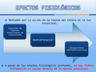 EFECTOS FISIOLÓGICOS
 Mediados por la acción de la toxina del Cólera en la luz
intestinal.
 A pesar de los efectos fisiológicos profundos, no hay fiebre,
inflamación ni lesión directa de la mucosa intestinal.
Expulsión de
Líquidos
intestinales en
evacuaciones
Deshidratación
Desequilibrio
Hidroelectrolítico
 