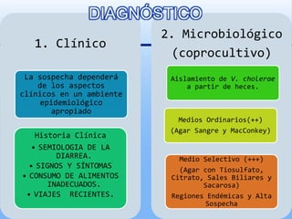 1. Clínico
La sospecha dependerá
de los aspectos
clínicos en un ambiente
epidemiológico
apropiado
Historia Clínica
• SEMIOLOGIA DE LA
DIARREA.
• SIGNOS Y SÍNTOMAS
• CONSUMO DE ALIMENTOS
INADECUADOS.
• VIAJES RECIENTES.
2. Microbiológico
(coprocultivo)
Aislamiento de V. cholerae
a partir de heces.
Medios Ordinarios(++)
(Agar Sangre y MacConkey)
Medio Selectivo (+++)
(Agar con Tiosulfato,
Citrato, Sales Biliares y
Sacarosa)
Regiones Endémicas y Alta
Sospecha
DIAGNÓSTICO
 