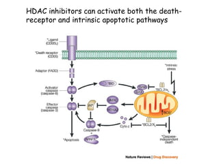 HDAC inhibitors can activate both the death-
receptor and intrinsic apoptotic pathways
 