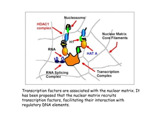 Transcription factors are associated with the nuclear matrix. It
has been proposed that the nuclear matrix recruits
transcription factors, facilitating their interaction with
regulatory DNA elements.
 