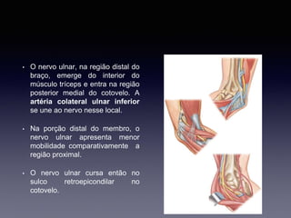 • O nervo ulnar, na região distal do
braço, emerge do interior do
músculo tríceps e entra na região
posterior medial do cotovelo. A
artéria colateral ulnar inferior
se une ao nervo nesse local.
• Na porção distal do membro, o
nervo ulnar apresenta menor
mobilidade comparativamente a
região proximal.
• O nervo ulnar cursa então no
sulco retroepicondilar no
cotovelo.
 