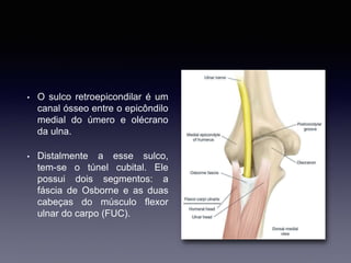 • O sulco retroepicondilar é um
canal ósseo entre o epicôndilo
medial do úmero e olécrano
da ulna.
• Distalmente a esse sulco,
tem-se o túnel cubital. Ele
possui dois segmentos: a
fáscia de Osborne e as duas
cabeças do músculo flexor
ulnar do carpo (FUC).
 