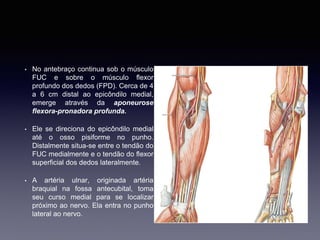 • No antebraço continua sob o músculo
FUC e sobre o músculo flexor
profundo dos dedos (FPD). Cerca de 4
a 6 cm distal ao epicôndilo medial,
emerge através da aponeurose
flexora-pronadora profunda.
• Ele se direciona do epicôndilo medial
até o osso pisiforme no punho.
Distalmente situa-se entre o tendão do
FUC medialmente e o tendão do flexor
superficial dos dedos lateralmente.
• A artéria ulnar, originada artéria
braquial na fossa antecubital, toma
seu curso medial para se localizar
próximo ao nervo. Ela entra no punho
lateral ao nervo.
 