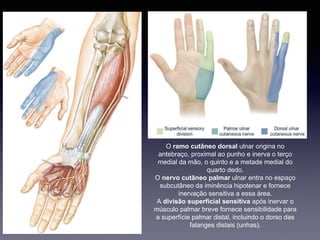 O ramo cutâneo dorsal ulnar origina no
antebraço, proximal ao punho e inerva o terço
medial da mão, o quinto e a metade medial do
quarto dedo.
O nervo cutâneo palmar ulnar entra no espaço
subcutâneo da iminência hipotenar e fornece
inervação sensitiva a essa área.
A divisão superficial sensitiva após inervar o
músculo palmar breve fornece sensibilidade para
a superfície palmar distal, incluindo o dorso das
falanges distais (unhas).
 