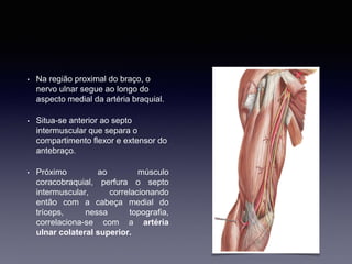 • Na região proximal do braço, o
nervo ulnar segue ao longo do
aspecto medial da artéria braquial.
• Situa-se anterior ao septo
intermuscular que separa o
compartimento flexor e extensor do
antebraço.
• Próximo ao músculo
coracobraquial, perfura o septo
intermuscular, correlacionando
então com a cabeça medial do
tríceps, nessa topografia,
correlaciona-se com a artéria
ulnar colateral superior.
 