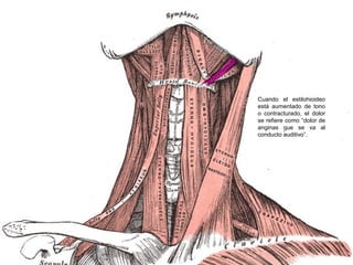 Cuando el estilohioideo
está aumentado de tono
o contracturado, el dolor
se refiere como “dolor de
anginas que se va al
conducto auditivo”.
 