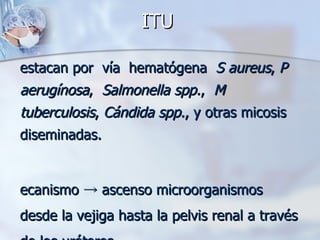 ITU  Destacan  por  vía  hematógena   S aureus ,  P aerugínosa ,  Salmonella spp. ,  M tuberculosis ,  Cándida spp. , y otras micosis  diseminadas.  Mecanismo -> ascenso microorganismos desde la vejiga hasta la pelvis renal a través de los uréteres. 