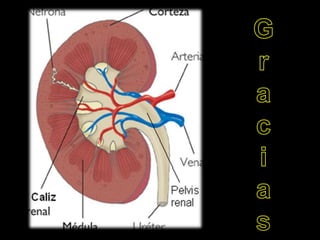 Sindrome genturi final