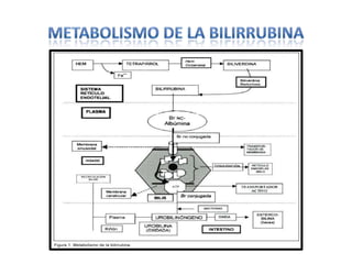 Metabolismo de la bilirrubina