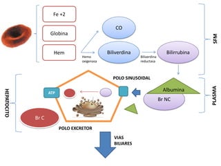 Fe +2COGlobinaSFMBiliverdinaBilirrubinaHemHemooxigenasaBiliverdinareductasaPOLO SINUSOIDALAlbuminaATPBr NCPLASMAHEPATOCITOBr CPOLO EXCRETORVIAS BILIARES