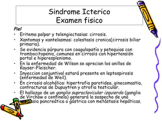 Sindrome Icterico
Examen fisico
Piel
• Eritema palpar y telengiectasias: cirrosis.
• Xantomas y xantelasmas: colestasis cronica(cirrosis biliar
primaria).
• Se evidencia púrpura con coagulopatía y petequias con
trombocitopenia, comunes en cirrosis con hipertensión
portal e hiperesplenismo.
• En la enfermedad de Wilson se aprecian los anillos de
Kayser-Fleischer.
• Inyeccion conjuntival estará presente en leptospirosis
(enfermedad de Weil).
• En cirrosis alcohólica: hipertrofia parotidea, ginecomastia,
contracturas de Dupuytren y atrofia testicular.
• El hallazgo de un ganglio supraclavicular izquierdo (ganglio
de Virchow o centinela) generará la sospecha de una
neoplasia pancreática o gástrica con metástasis hepáticas.
 