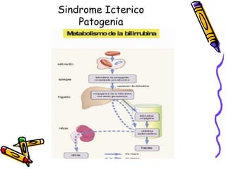 Sindrome Icterico
Patogenia
 