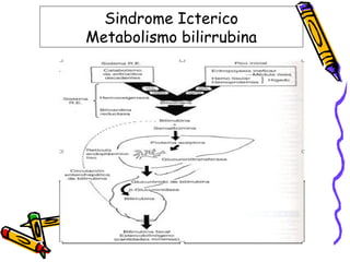 Sindrome Icterico
Metabolismo bilirrubina
 