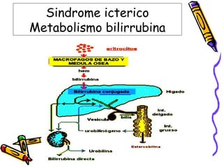 Sindrome icterico
Metabolismo bilirrubina
 