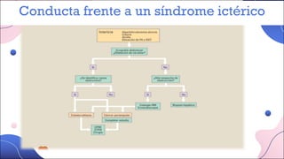 Conducta frente a un síndrome ictérico
 