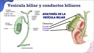 Vesícula biliar y conductos biliares
 