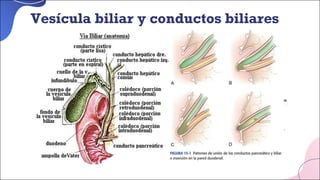 Vesícula biliar y conductos biliares
 