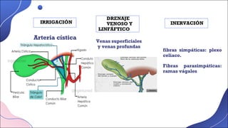 IRRIGACIÓN
DRENAJE
VENOSO Y
LINFÁFTICO
INERVACIÓN
Arteria cística
fibras simpáticas: plexo
celiaco.
Fibras parasimpáticas:
ramas vágales
Venas superficiales
y venas profundas
 