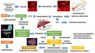 SISTEMA RETICULO
ENDOTELIAL
(SISTEMA
MONONUCLEAR
FAGOCITICO)
120 DIAS CIRCULACION
MODEULA OSEA ROJATRANSPORTA
ERITROPOYESIS
HEMO CO BILIVERDINA FE+2 TRANSFERRINA
HEMO-OXIDASA
GLOBINA
AMINOACIDOS
BILIVERDINA
REDUCTASA
BILIRRUBINA
CONJUGADA
BILIRRUBINA NO
CONJUDADA
(INSOLUBLE)
ALBUMINA
80%
OXIDACION
PIGMENTO DE LAS HECES
FERRITINA:ALMACENAFE+2
BILIRRUBINA NO
CONJUDADA
UDPGT
ESTERCOBILINA
CONJUGACION
80% ACIDO GLUCORONICO
10%ACIDO SULFURICO
10% OTRAS MOLECULAS
ACCION
BACTERIANA
UROBILINOGENO
18% CIRCULACION HEPATICA
2% UROBILINA
PIGMENTO DE LA ORINA
 