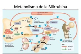 Metabolismo de la Bilirrubina 
 