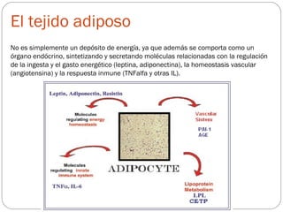 El tejido adiposo
No es simplemente un depósito de energía, ya que además se comporta como un
órgano endócrino, sintetizando y secretando moléculas relacionadas con la regulación
de la ingesta y el gasto energético (leptina, adiponectina), la homeostasis vascular
(angiotensina) y la respuesta inmune (TNFalfa y otras IL).
 