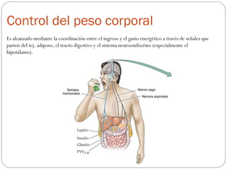 Control del peso corporal
Es alcanzado mediante la coordinación entre el ingreso y el gasto energético a través de señales que
parten del tej. adiposo, el tracto digestivo y el sistema neuroendócrino (especialmente el
hipotálamo).
 
