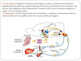 •A corto plazo: La llegada de nutrientes al tubo digestivo conduce a la liberación de hormonas y
péptidos gastrointestinales que regulan la digestión, absorción y metabolización de los nutrientes y que
tiene un efecto inhibitorio sobre la alimentación. Alcanzan el SNC a través de aferentes simpáticos o
vagales y de la circulación central.
• A largo plazo: el SNC integra circuitos de vías anabólicas y catabólicas. La homeostasis calórica se
alcanza cuando existe un equilibrio entre estas vías por períodos prolongados.
 