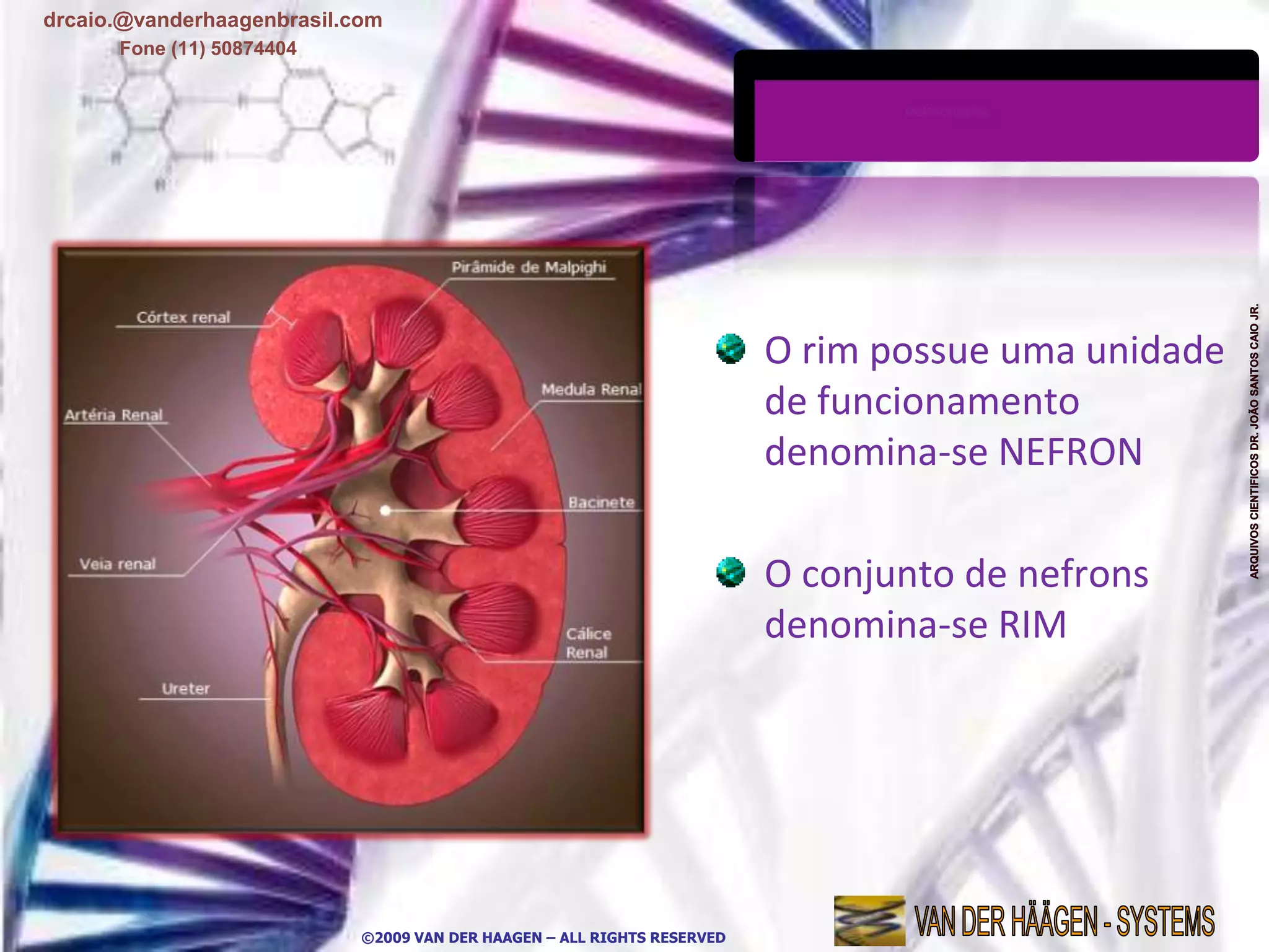 drcaio.@vanderhaagenbrasil.com
      Fone (11) 50874404




                                                                         O rim possue uma unidade
                                                                         de funcionamento
                                                                         denomina-se NEFRON

                                                                         O conjunto de nefrons
                                                                         denomina-se RIM




                            ©2009 VAN DER HAAGEN – ALL RIGHTS RESERVED
 