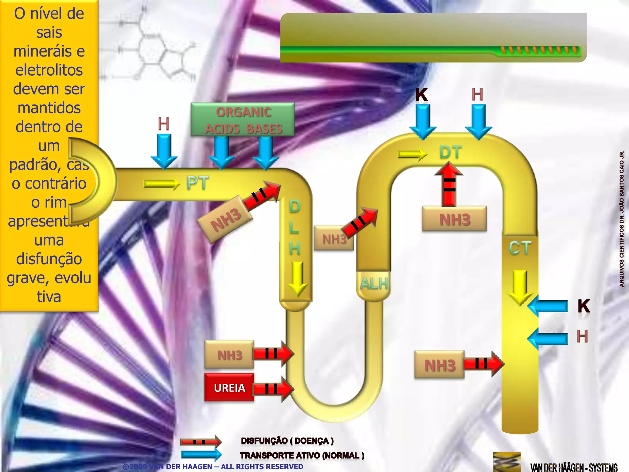 O nível de
     sais
 mineráis e
 eletrolitos
 devem ser
  mantidos                         ORGANIC
 dentro de                        ACIDS BASES
      um
padrão, cas
 o contrário
    o rim
apresentará                                                        NH3
     uma                                                    NH3
  disfunção
grave, evolu
     tiva


                                    NH3
                                                                  NH3
                                    UREIA




               ©2009 VAN DER HAAGEN – ALL RIGHTS RESERVED
 
