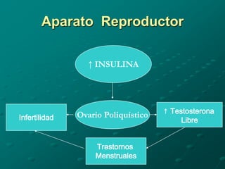 Aparato Reproductor

                  ↑ INSULINA




                                     ↑ Testosterona
Infertilidad   Ovario Poliquístico
                                          Libre


                   Trastornos
                   Menstruales
 