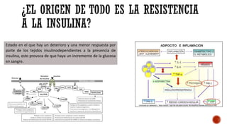 Estado en el que hay un deterioro y una menor respuesta por
parte de los tejidos insulinodependientes a la presencia de
insulina, esto provoca de que haya un incremento de la glucosa
en sangre.
 