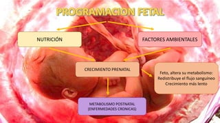 NUTRICIÓN FACTORES AMBIENTALES
CRECIMIENTO PRENATAL
METABOLISMO POSTNATAL
(ENFERMEDADES CRONICAS)
Feto, altera su metabolismo:
Redistribuye el flujo sanguíneo
Crecimiento más lento
 