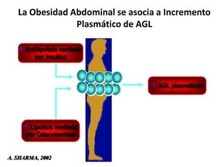 La Obesidad Abdominal se asocia a Incremento
                Plasmático de AGL

    Antilipolisis mediada
        por insulina



                                  AGL plasmáticos




      Lipolisis mediada
      por Catecolaminas


A. SHARMA, 2002
 
