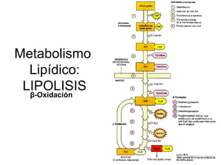 Sindrome metabolico   hesv