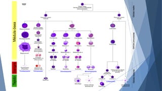 Comprehensive Overview of Chronic Myeloid Leukemia: Pathogenesis ...
