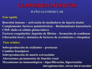 GLOMERULONEFRITIS
DAÑO GLOMERULAR
Fase aguda
Reacción inmune : activación de mediadores de injuria tisular
Complemento: factores quimiotácticos . Reclutamiento leucocitario
C5b9: daño en células glomerulares
Factores coagulación: depósito de fibrina – formación de semilunas
Liberación local y sistémica de factores de crecimiento y citoquinas
Fase crónica
Sobreproducción de oxidantes – proteasas
Cambios fenotípicos
Sobreproducción de matriz extracelular
Alteraciones permanentes de función renal
Mecanismos no inmunológicos : hiperfiltración, hipertensión
intraglomerular, stress intravascular

 