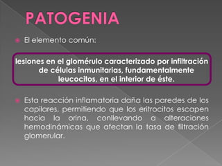    El elemento común:

lesiones en el glomérulo caracterizado por infiltración
       de células inmunitarias, fundamentalmente
            leucocitos, en el interior de éste.

   Esta reacción inflamatoria daña las paredes de los
    capilares, permitiendo que los eritrocitos escapen
    hacia la orina, conllevando a alteraciones
    hemodinámicas que afectan la tasa de filtración
    glomerular.
 