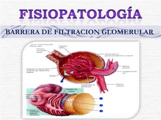 BARRERA DE FILTRACION GLOMERULAR 