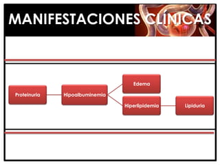 MANIFESTACIONES CLÍNICAS



                                   Edema

Proteinuria   Hipoalbuminemia

                                Hiperlipidemia   Lipiduria
 
