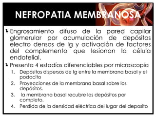 NEFROPATIA MEMBRANOSA
Engrosamiento difuso de la pared capilar
 glomerular por acumulación de depósitos
 electro densos de Ig y activación de factores
 del complemento que lesionan la célula
 endotelial.
Presenta 4 estadíos diferenciables por microscopia
  1.   Depósitos dispersos de Ig entre la membrana basal y el
       podocito
  2.   Proyecciones de la membrana basal sobre los
       depósitos.
  3.   la membrana basal recubre los depósitos por
       completo.
  4.   Perdida de la densidad eléctrica del lugar del deposito
 