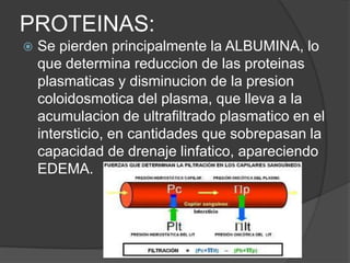 PROTEINAS:
   Se pierden principalmente la ALBUMINA, lo
    que determina reduccion de las proteinas
    plasmaticas y disminucion de la presion
    coloidosmotica del plasma, que lleva a la
    acumulacion de ultrafiltrado plasmatico en el
    intersticio, en cantidades que sobrepasan la
    capacidad de drenaje linfatico, apareciendo
    EDEMA.
 