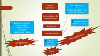 Lesion
glomerular
Permeabilidad de
mebrana basal
Proteinuria
Hipoalbuminemia
Presión
oncótica
plasmatica
Alt. linfocitos T
IL2
Perdida de carga (-) con
distorsión de poros
Antitrombina III
Factor IX,XI Y XII
Síntesis hepática de
lipoproteínas
Disminución de la
actividad
lipoproteína - lipasa
Edema
Hiperlipidemia
 