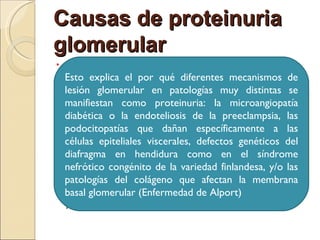 Causas de proteinuria
glomerular
   Cargas negativas disminuidas
    Esto pared capilar glomerular diferentes mecanismos de
     en la explica el por qué
    lesión glomerular en patologías muy distintas se
    manifiestan como tamaño
     Aumento funcional

                             proteinuria: la microangiopatía
    diabética laomembrana basal
     poros de        la endoteliosis de la preeclampsia, las
    podocitopatías que dañan específicamente a las
     glomerular     por   cambios
    células epiteliales viscerales, defectos genéticos del
     estructurales
    diafragma en hendidura como en el síndrome
    Aumento      presión   capilar
    nefrótico congénito de la variedad finlandesa, y/o las
    patologías forzando pasaje que afectan la membrana
     glomerular
                   del colágeno
     de proteínas a través de la
    basal glomerular (Enfermedad de Alport)
    pared capilar
 