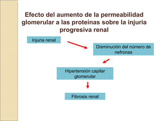 Efecto del aumento de la permeabilidad
glomerular a las proteínas sobre la injuria
             progresiva renal
   Injuria renal
                                  Disminución del número de
                                          nefronas



                   Hipertensión capilar
                       glomerular



                      Fibrosis renal
 