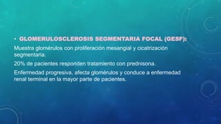 • GLOMERULOSCLEROSIS SEGMENTARIA FOCAL (GESF):
Muestra glomérulos con proliferación mesangial y cicatrización
segmentaria.
20% de pacientes responden tratamiento con prednisona.
Enfermedad progresiva, afecta glomérulos y conduce a enfermedad
renal terminal en la mayor parte de pacientes.
 