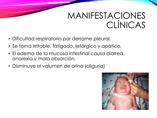 MANIFESTACIONES
CLÍNICAS
• Dificultad respiratoria por derrame pleural.
• Se torna irritable, fatigado, letárgico y apático.
• El edema de la mucosa intestinal causa diarrea,
anorexia y mala absorción.
• Disminuye el volumen de orina (oliguria)
 