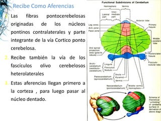 Recibe Como Aferencias
1. Las    fibras    pontocerebelosas
   originadas de los núcleos
   pontinos contralaterales y parte
   integrante de la vía Cortico ponto
   cerebelosa.
2. Recibe también la vía de los
   fascículos olivo  cerebelosos
  heterolaterales
3. Estas aferencias llegan primero a
   la corteza , para luego pasar al
  núcleo dentado.
 