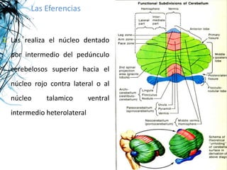 Las Eferencias


1. Las realiza el núcleo dentado
  por intermedio del pedúnculo
  cerebelosos superior hacia el
  núcleo rojo contra lateral o al
  núcleo     talamico        ventral
  intermedio heterolateral
 